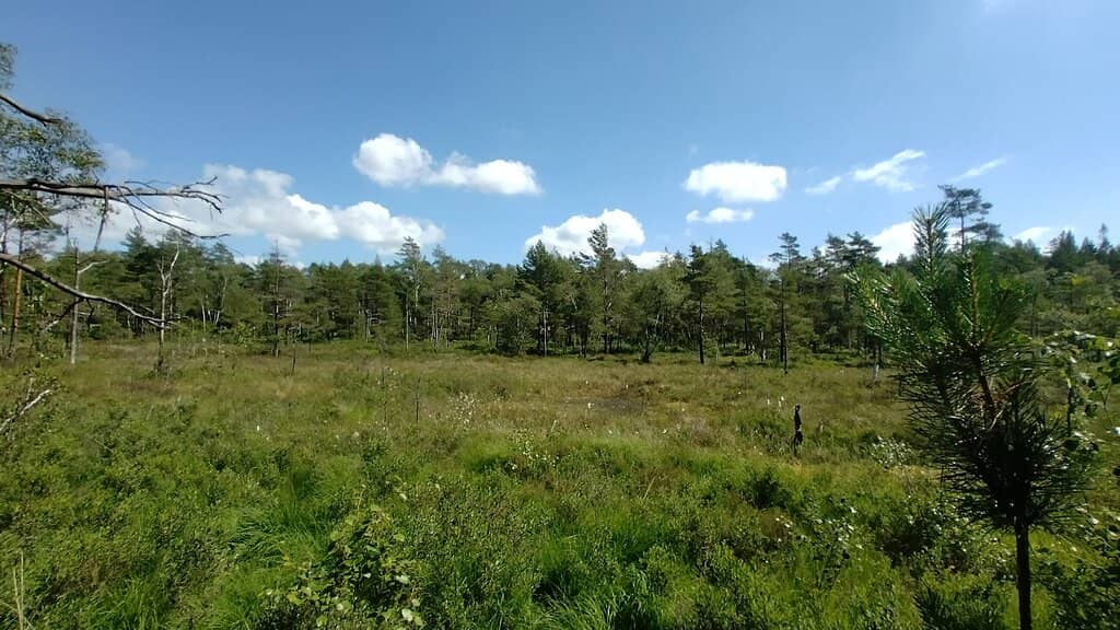 The Violet Heather Fields