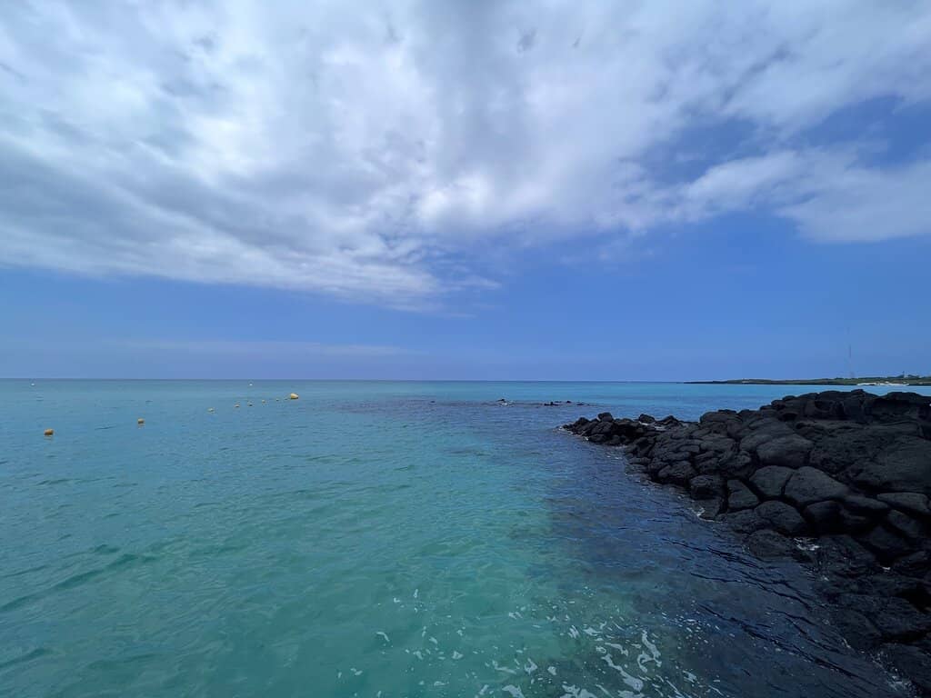 Rapeseed Flower Field