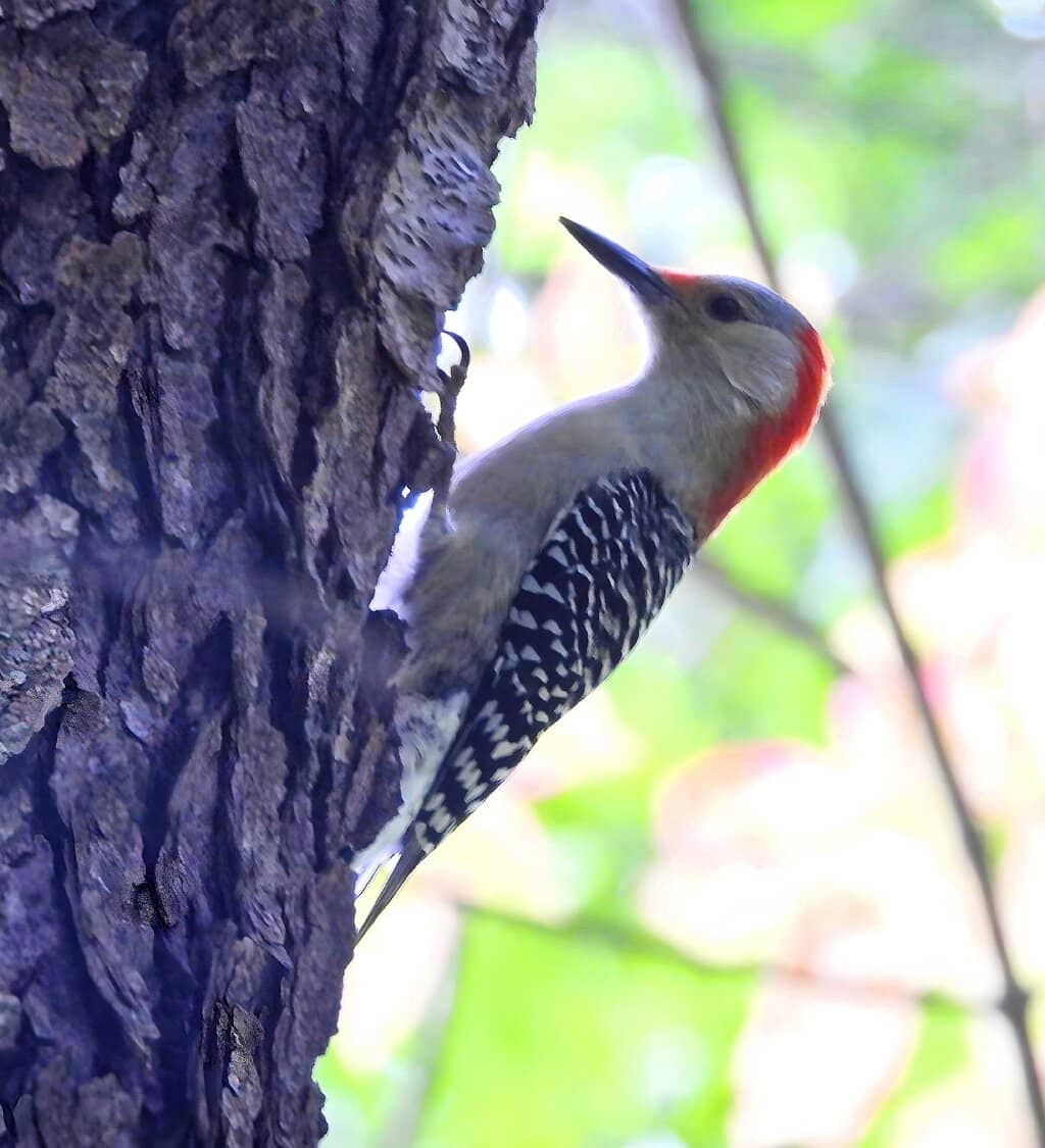 Kent Lake Beaches & Boating