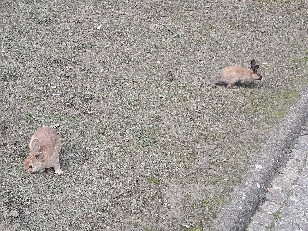 Playgrounds & Fitness Areas