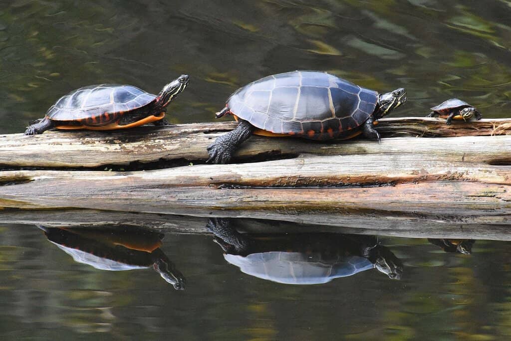 Butterfly Mosaic Garden