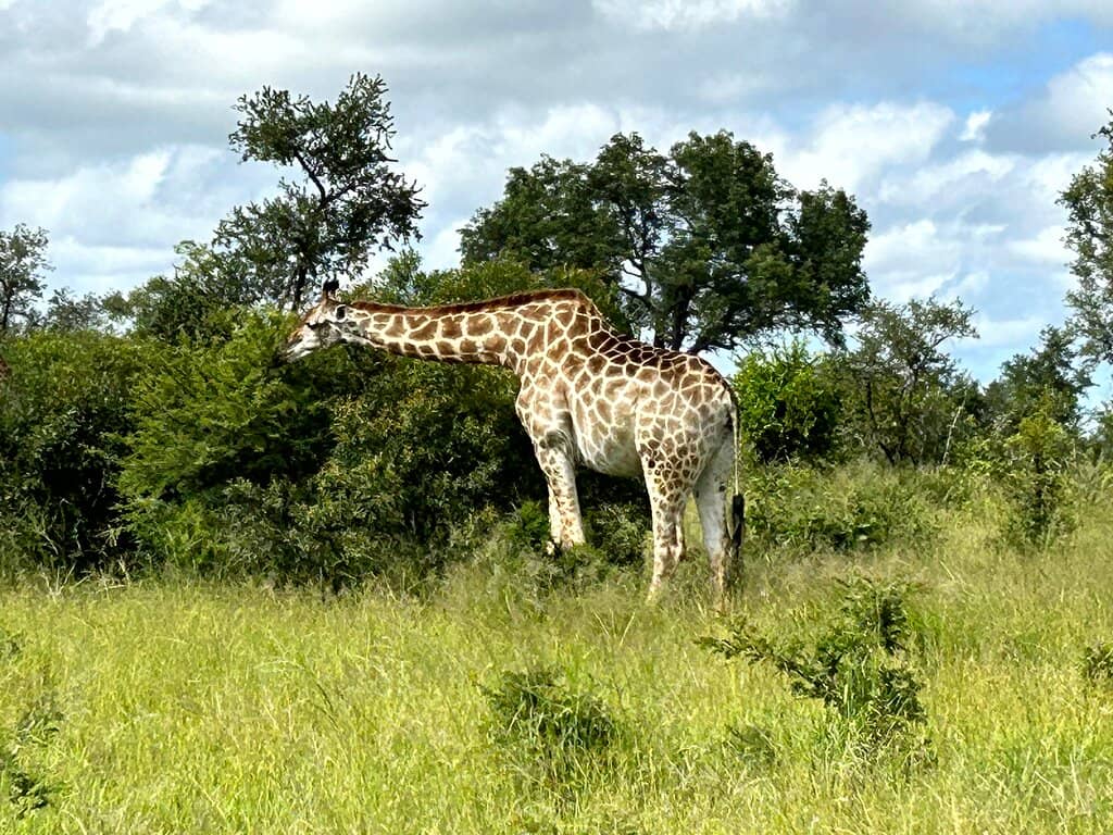 Diverse Wildlife