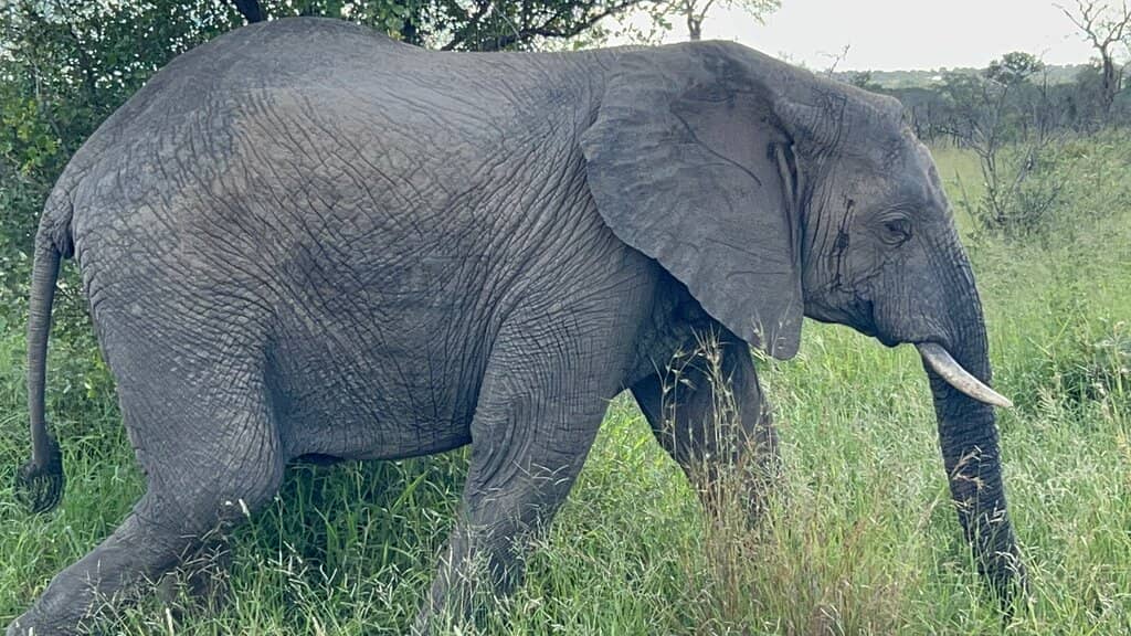 Elephant Gatherings