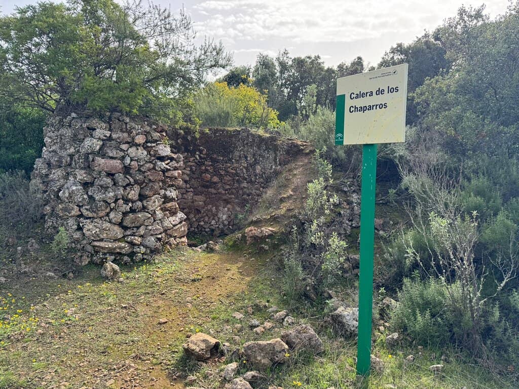 Resident Eagles & Vultures