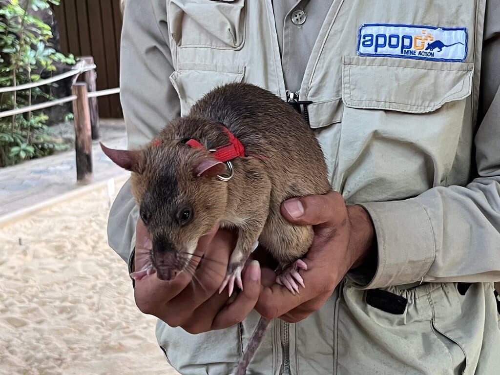 APOPO Visitor Center