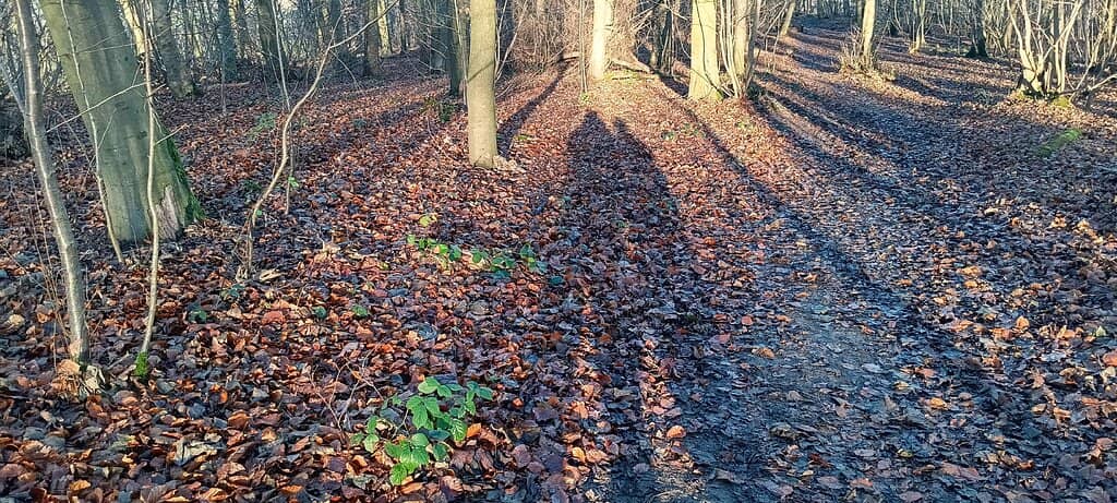 Roseberry Topping Views