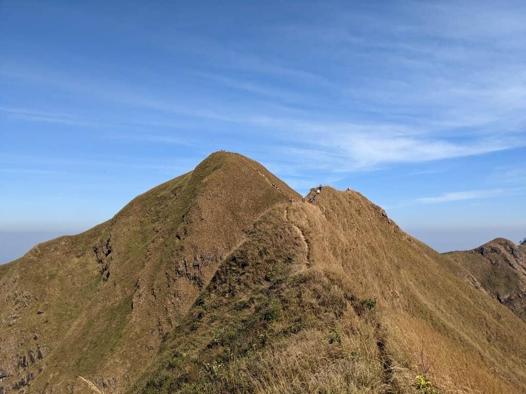 Golden Prairie and Tiny Florals