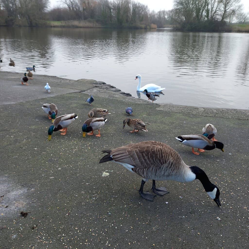 The Lakeside Play Area