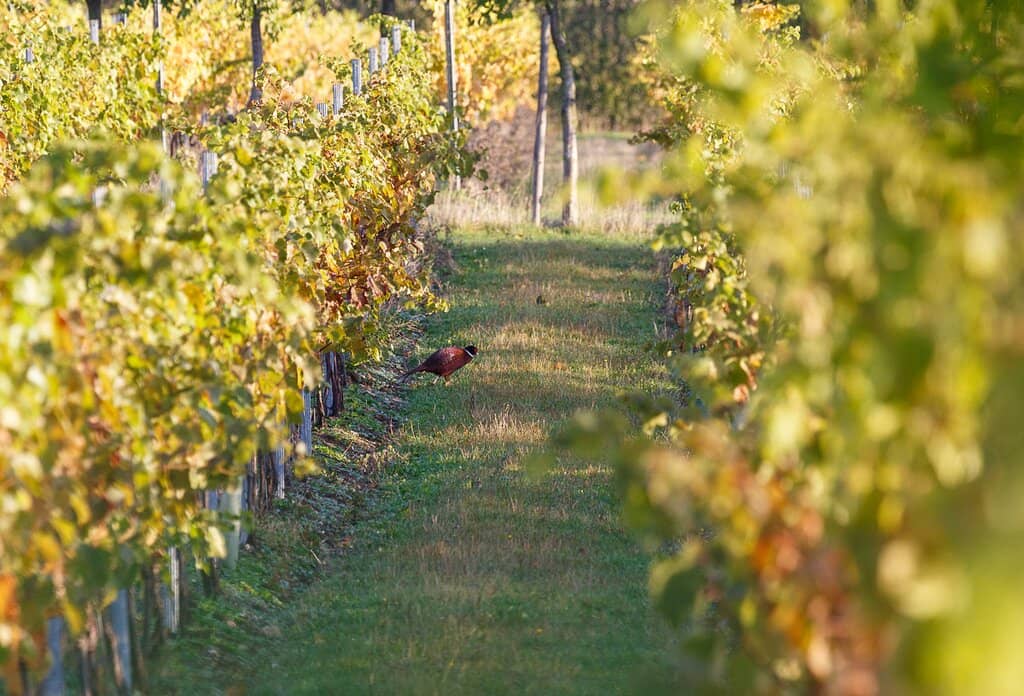 Vineyard Tours