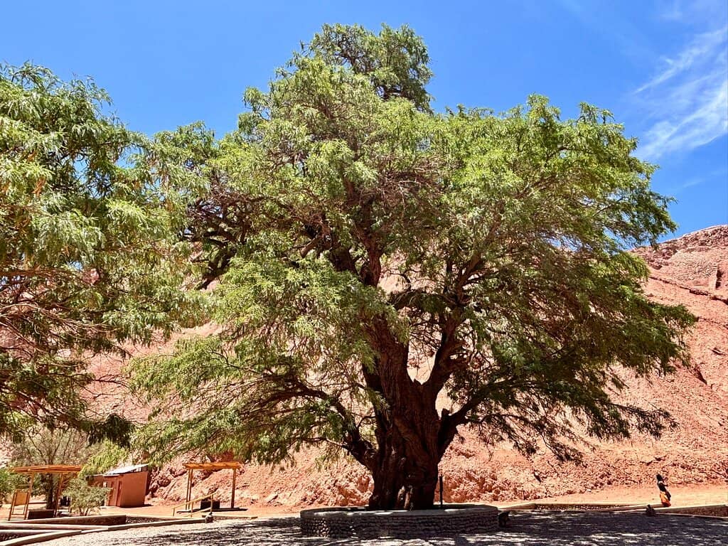 Ancient Fortress Ruins