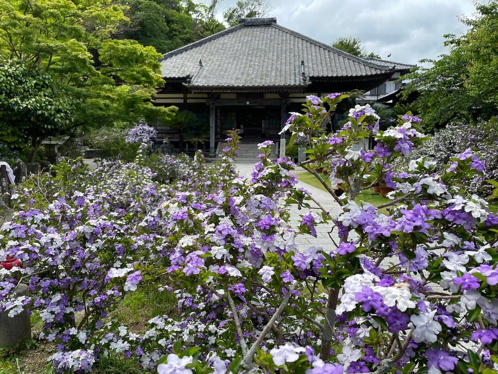 境内には1000株を超えるアメリカンジャスミンを植えております。 5月に見頃を迎え、紫と白の花が咲き誇ります。