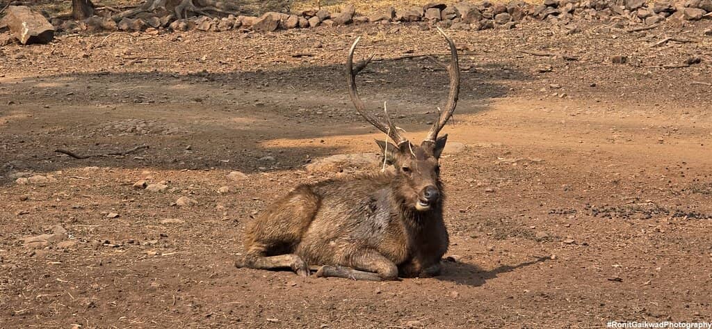 Diverse Deer Species