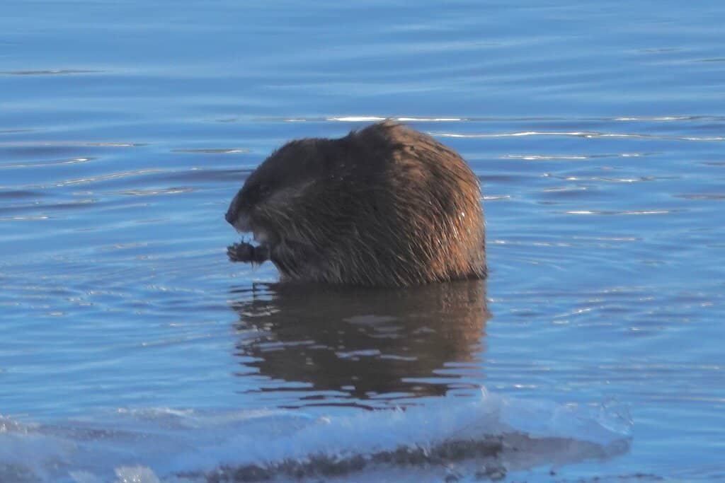 Scenic Walking Trails