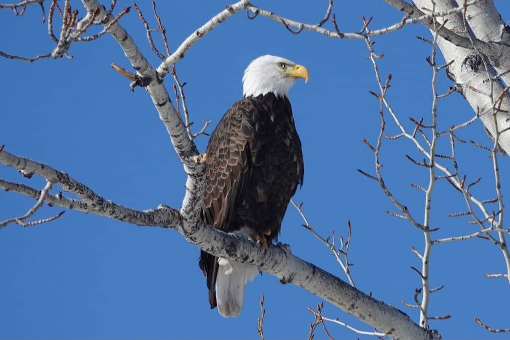 Bird Watching Paradise