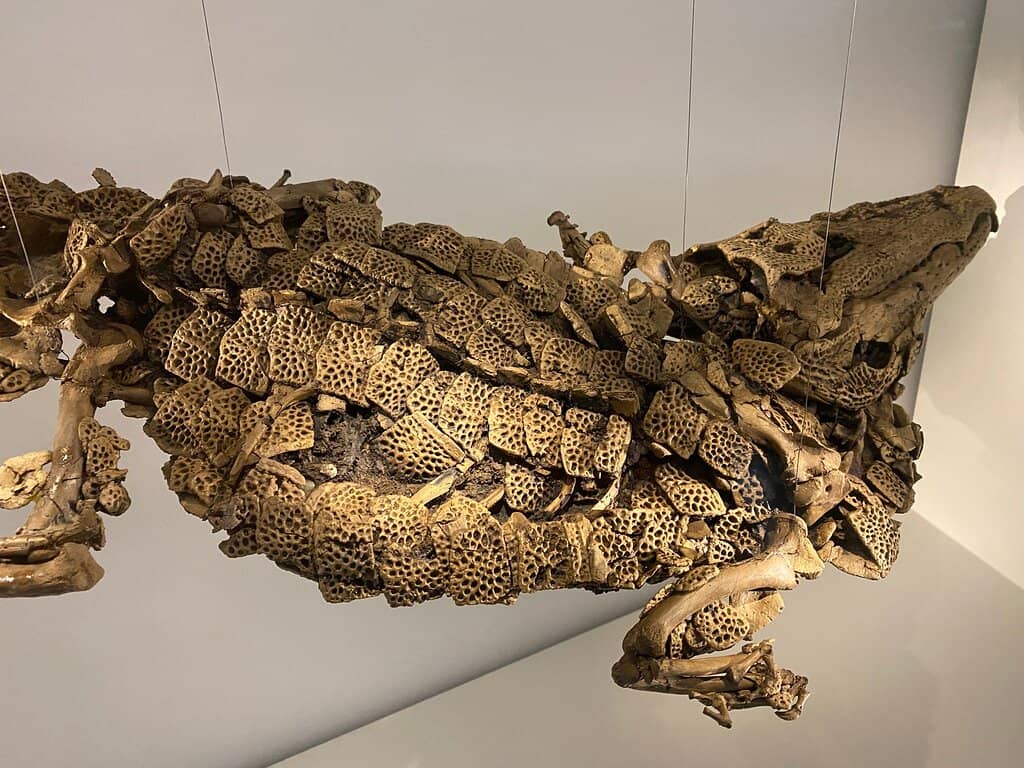 Eocene Fossil Collection