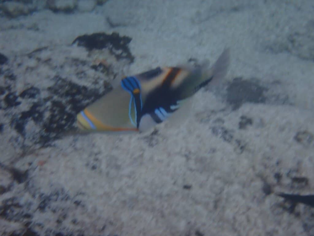 Abundant Marine Life