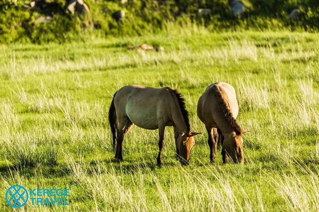 Red Deer Sightings