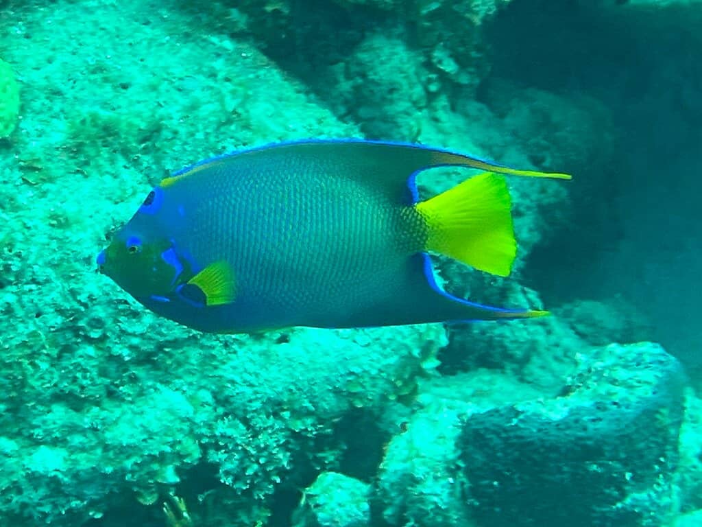 Marine Life Encounters