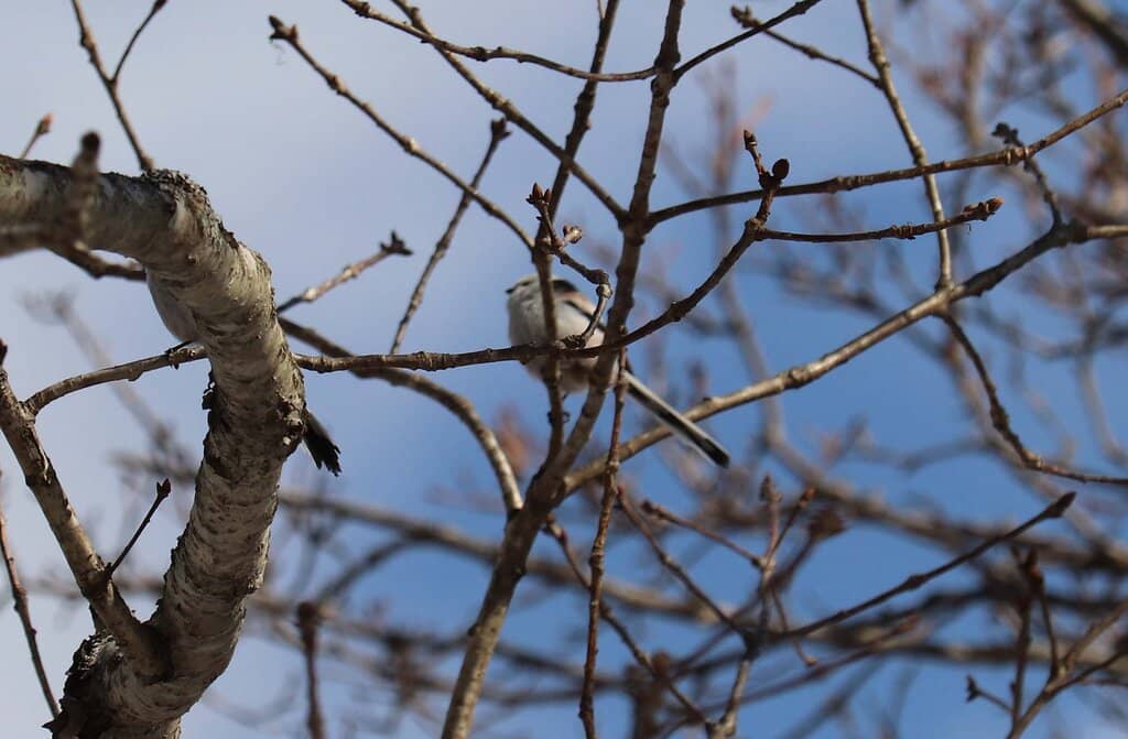 Birdwatching Paradise