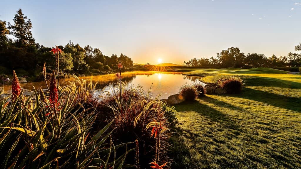 Pristine Greens