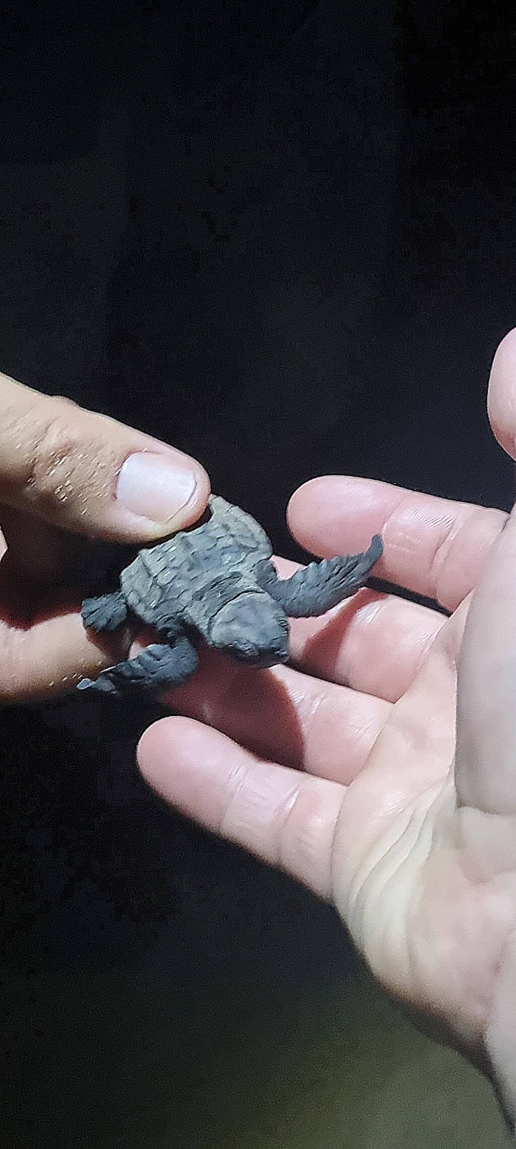Baby Turtle Hatching