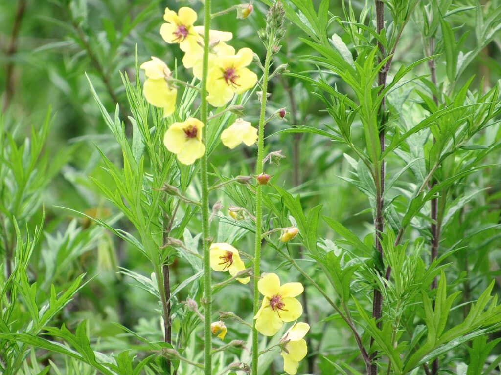 Historic Stone Structures