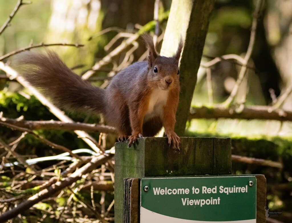 The Little White Bus