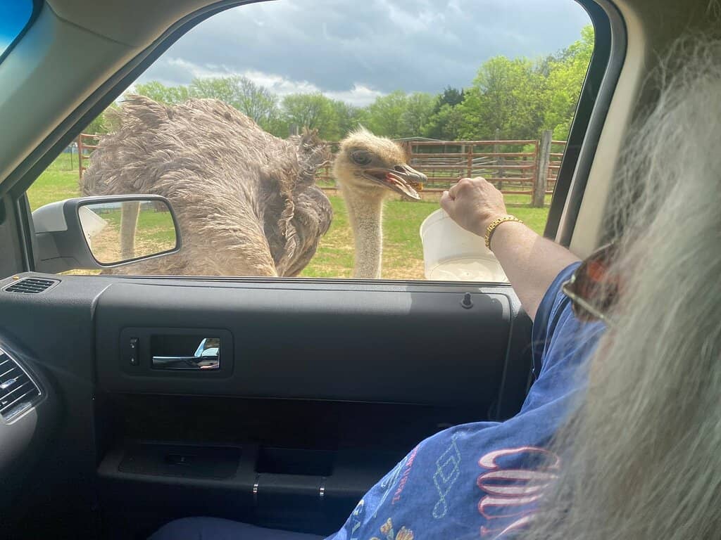 Drive-Thru Safari Adventure