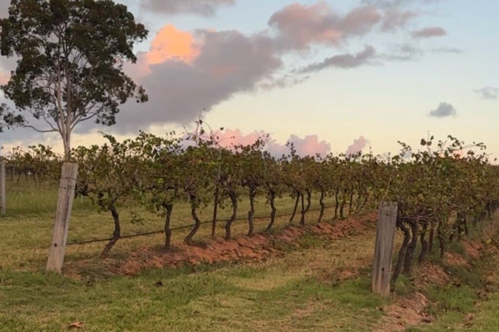 Explore the Hunter Valley Vineyards