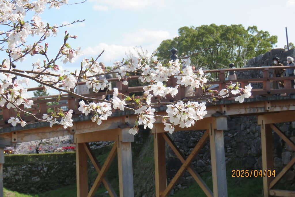 Cherry Blossom Spectacle