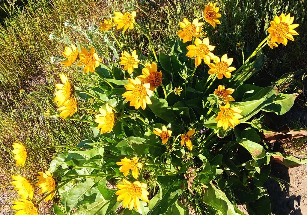 Native American Legend