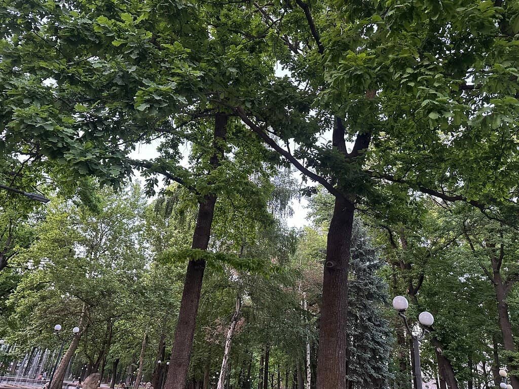 Peaceful Walking Paths