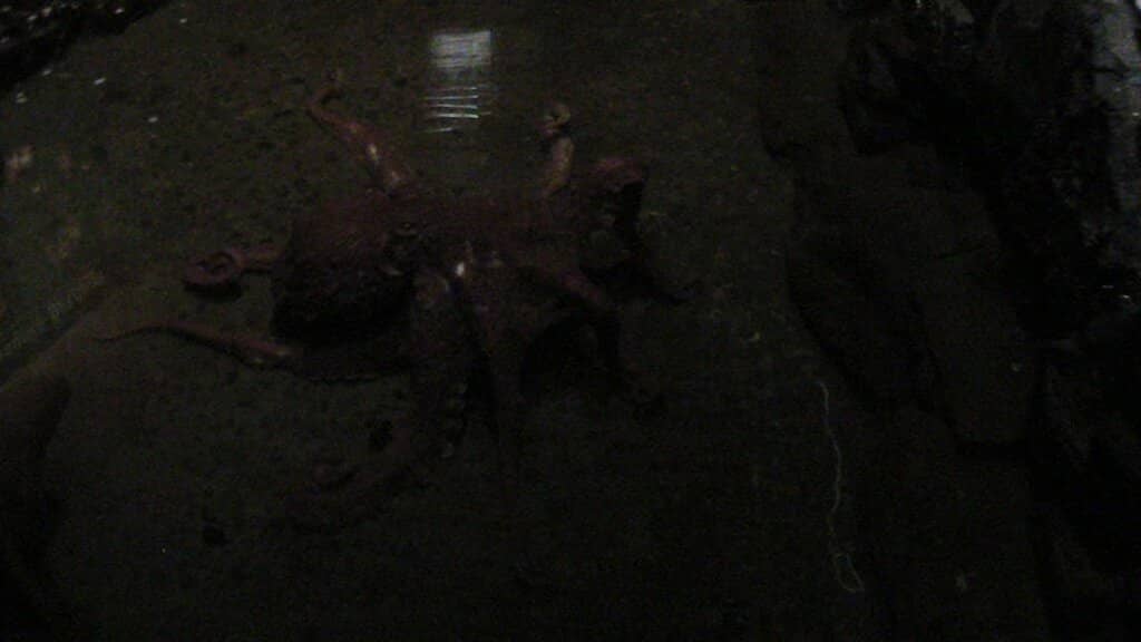 Interactive Touch Tank