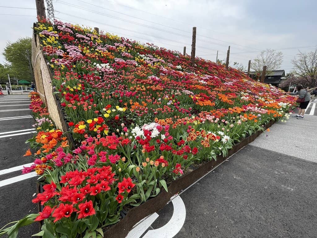 Unique Tulip Varieties