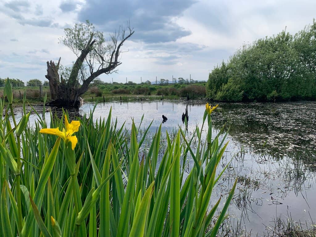 Dragonfly & Damselfly Diversity