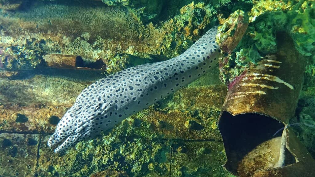 Diverse Marine Life Exhibits