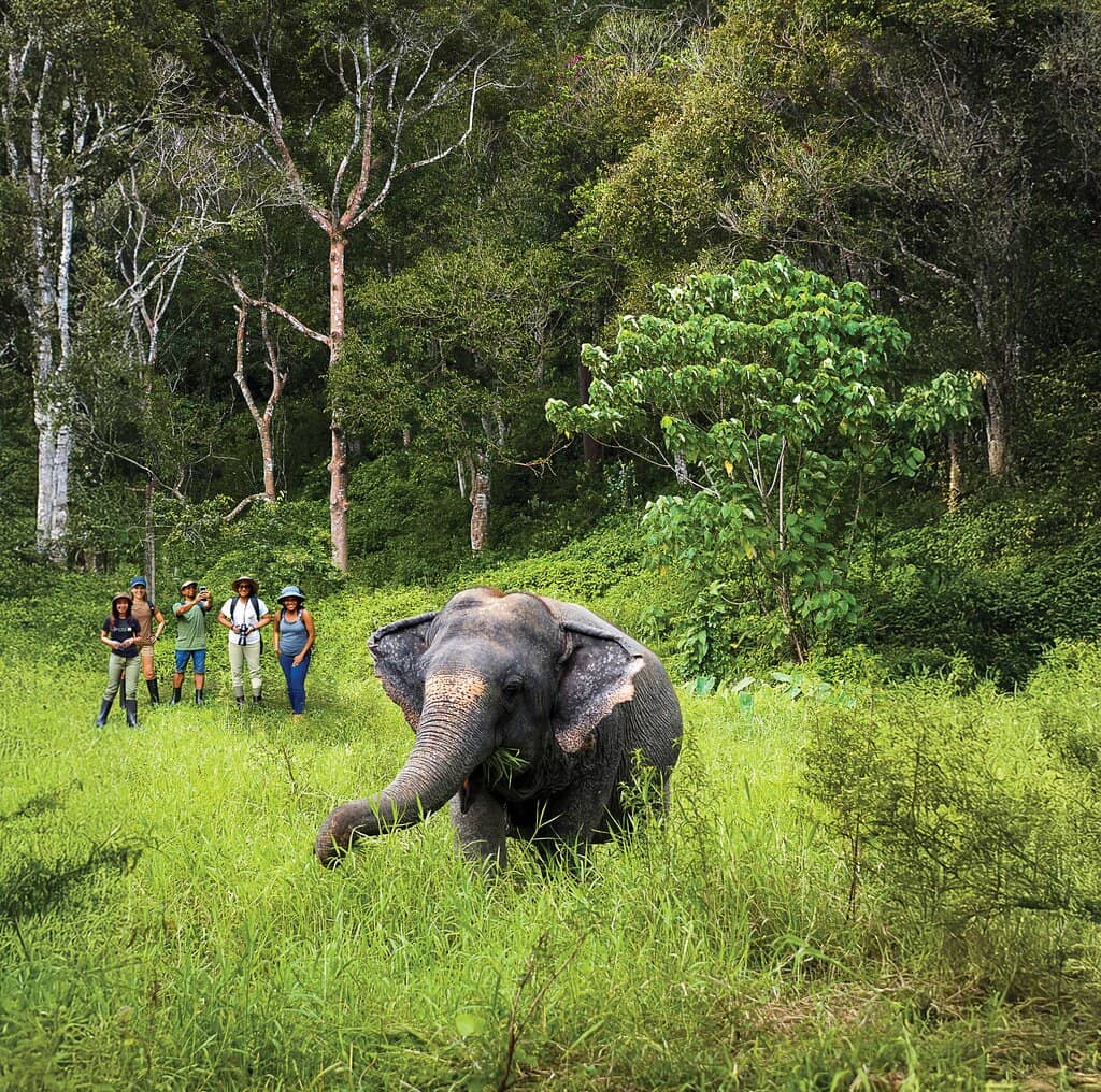 Observe Rescued Elephants in Natural Habitat