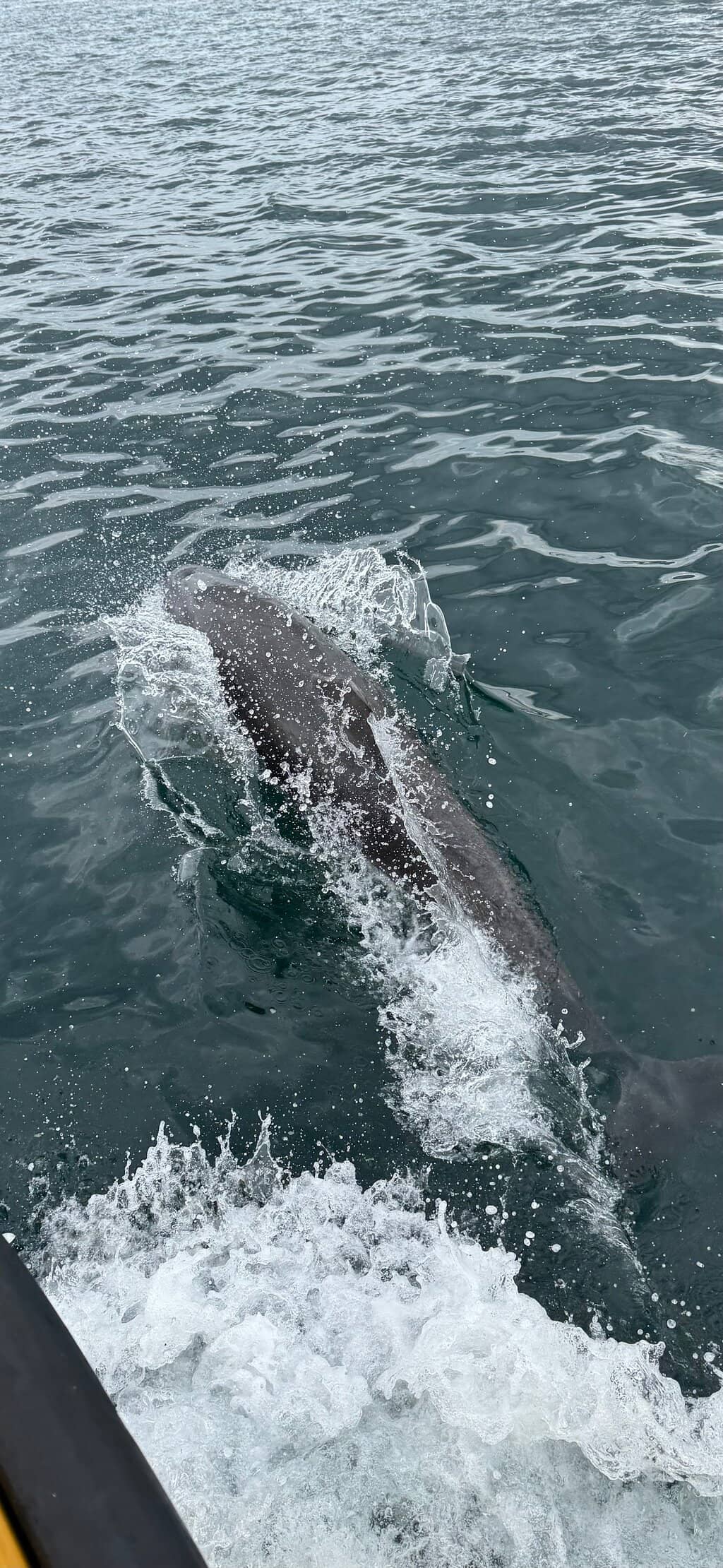 Dolphin & Seal Spotting Seafari