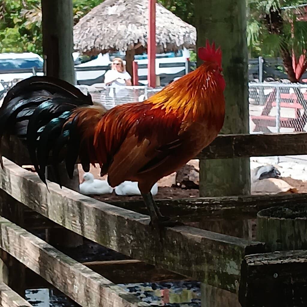 Exotic Fruit Selection