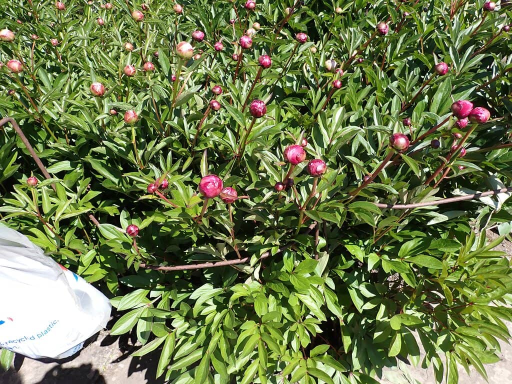 Vibrant Dahlia Displays