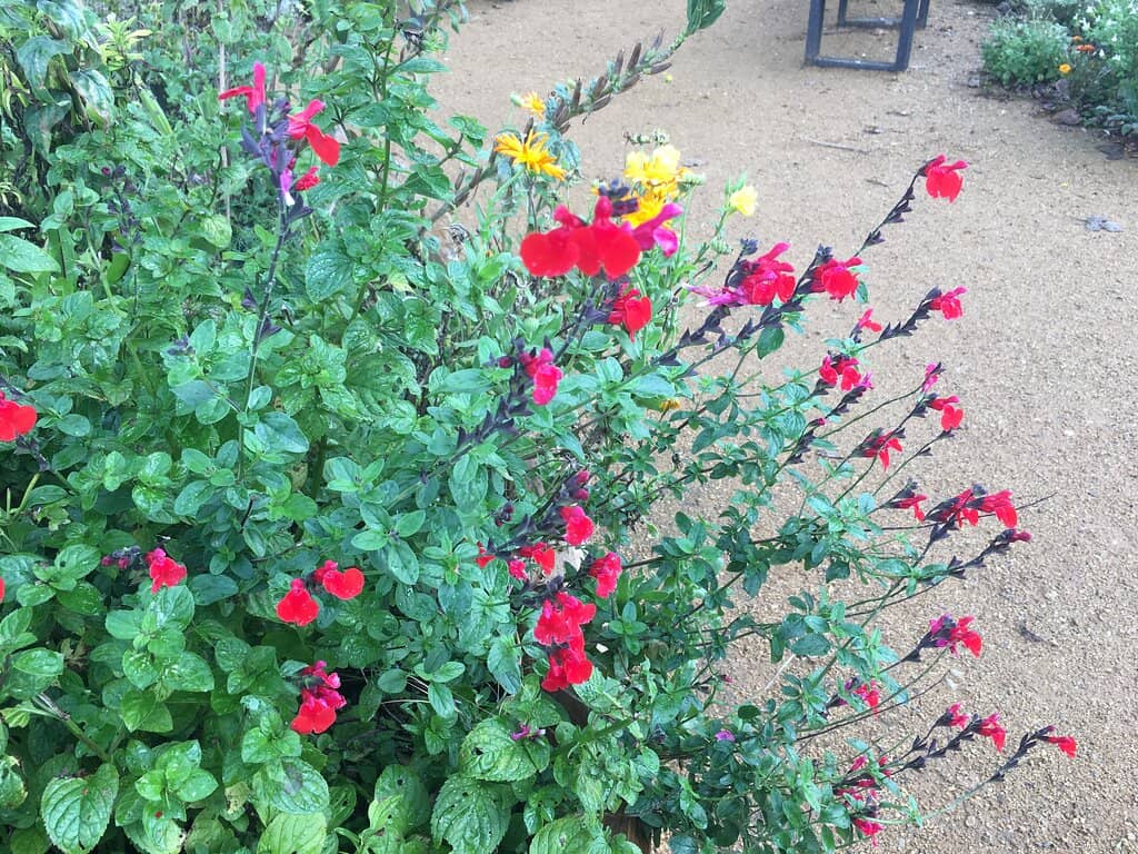 Sensory Gardens