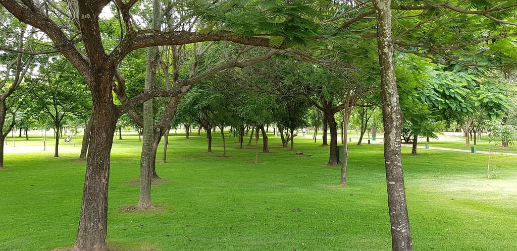 Pampulha Lagoon's Serene Mornings