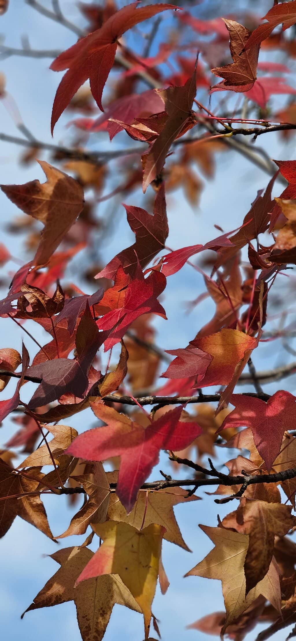 Bibbulmun Track Access