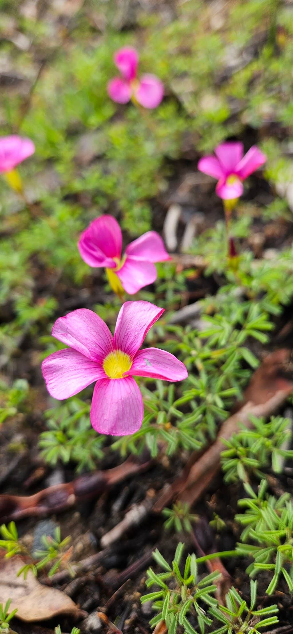 No. 1 Pump Station Museum
