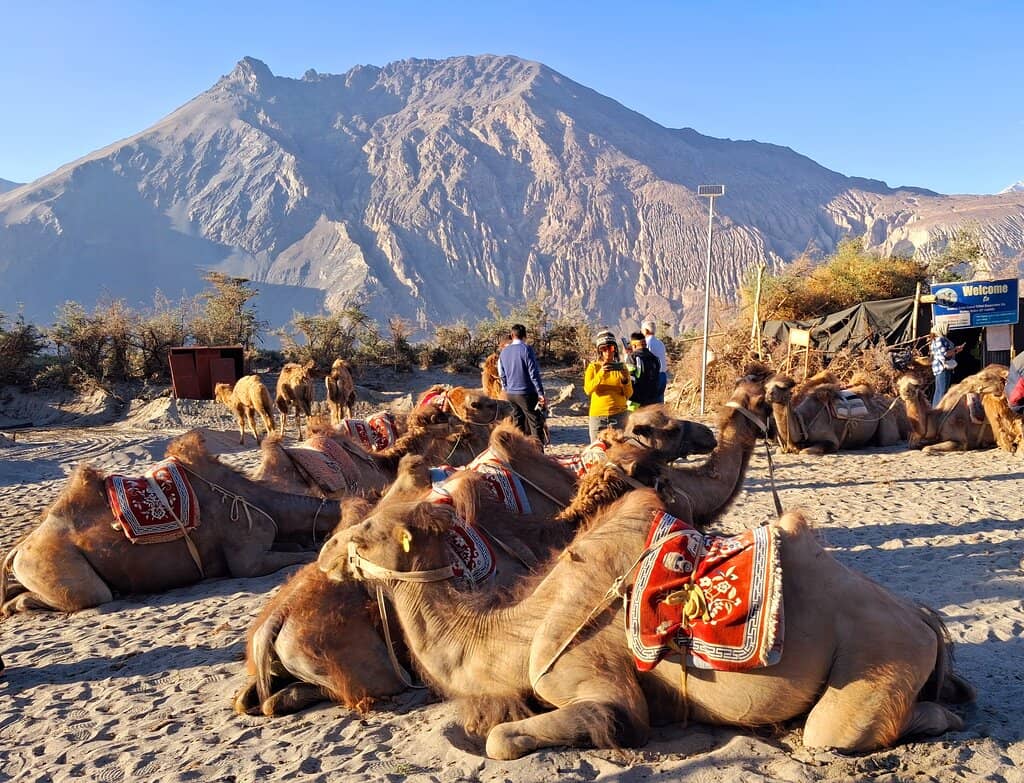 Bactrian Camel Safari