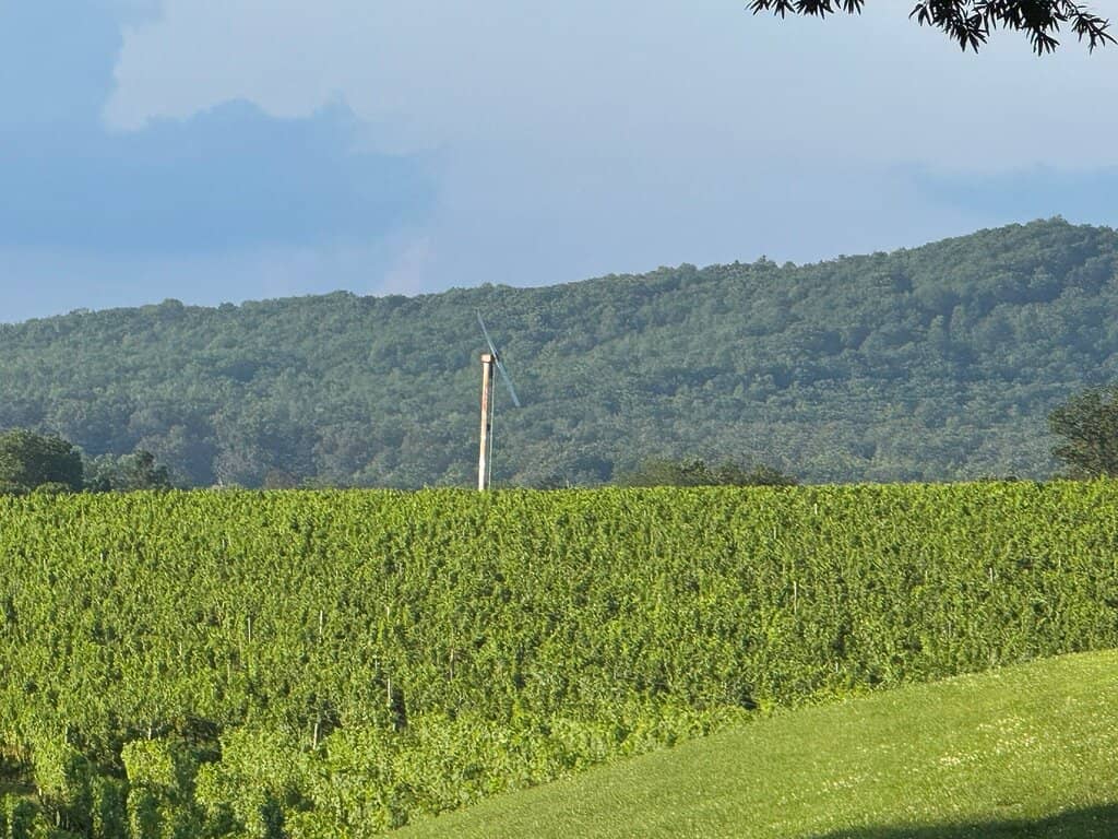 Scenic Vineyard Views