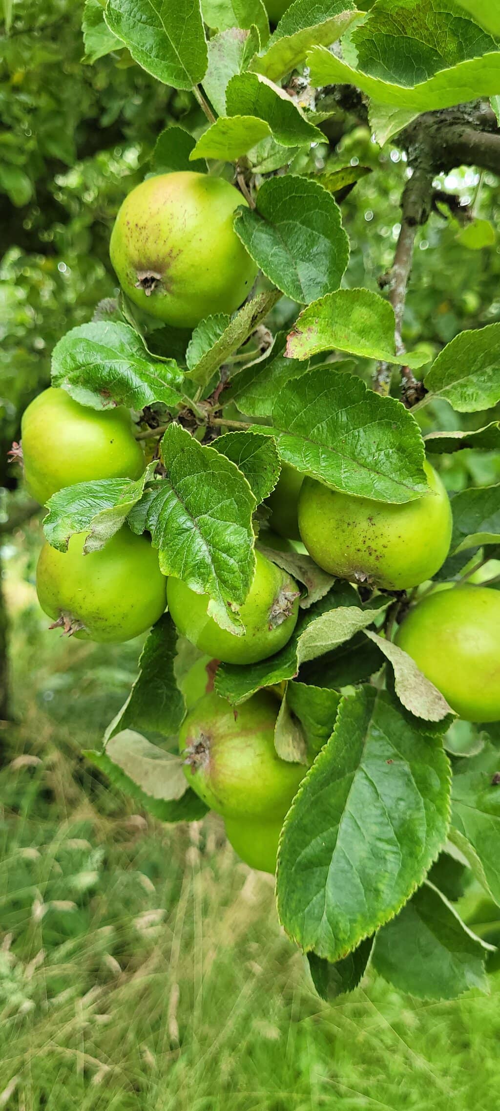 The Orchard