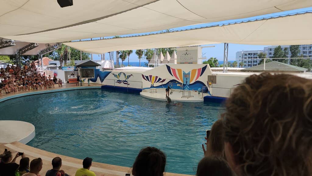 Dolphin & Seal Shows