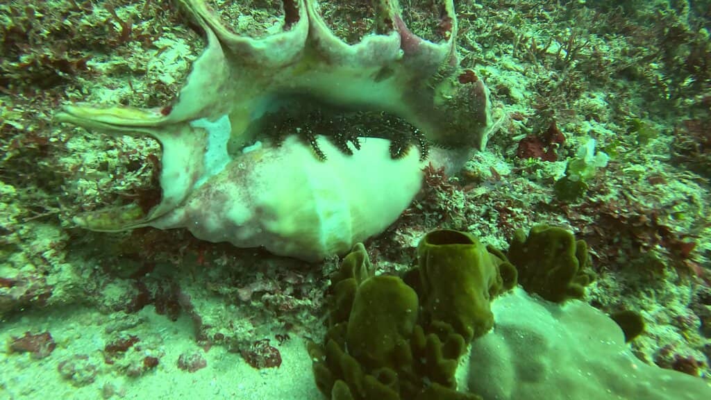 Abundant Fish Schools