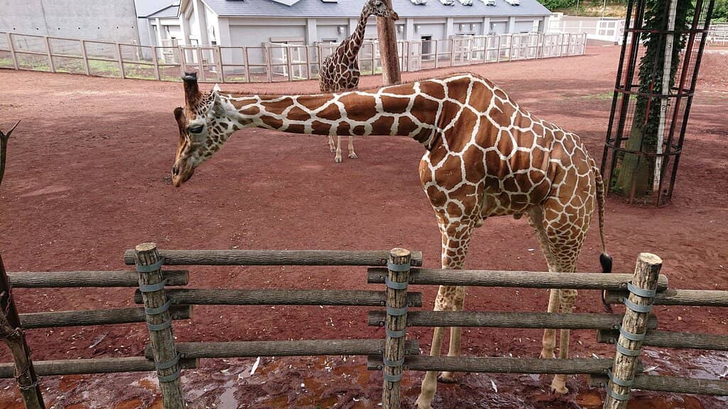Orangutan Climbing Structures